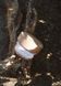 Суфле &laquo;Північна півонія&raquo; C1 фото 2